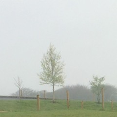 Birch Tree in the Wind