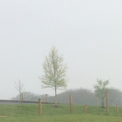 Birch Tree in the Wind