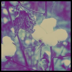 Cotton