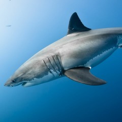 I'm Not Afraid Of Sharks