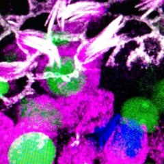 Photographing An Inner Ear Organoid