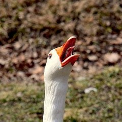 Arzah - Honk