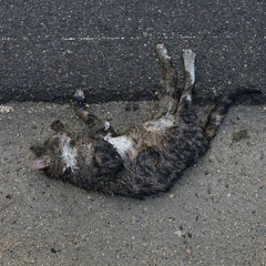 last night a cat killed my god - totally retarded moves #3