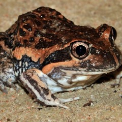 "PobbleBonk" Frog from my backyard
