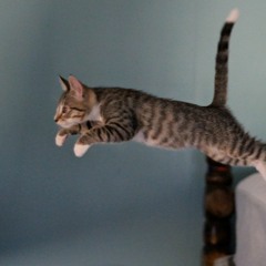 Babek Mamedrzaev – Навсегда