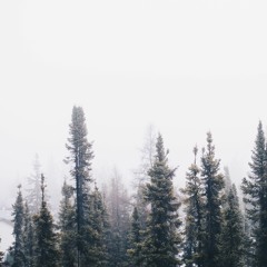 Lauge - Old Pine Trees(Ambient podcast Jedi's Chill)
