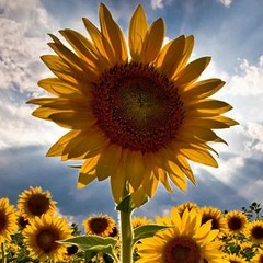 Beautiful Relaxing Music Sunny Mornings By Peder B. Helland (Official Video)