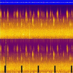 Underwater Antarctic Soundscape at PALAOA ~ January 16 ~ The Ross seal