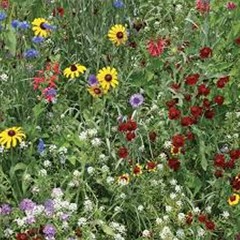 Wildflower (sung by Martin Jones and The Deep Six)