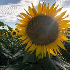 Come Out And Play - Billie Eilish (COVER Sarah VanEssendelft)