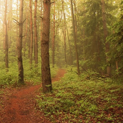 Ian Cognito - Seeking Solace