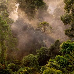 Borneo rainforest - Afternoon in the undergrowth
