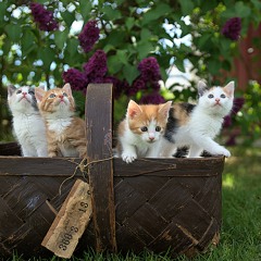 Meow