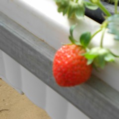 Strawberry Garden