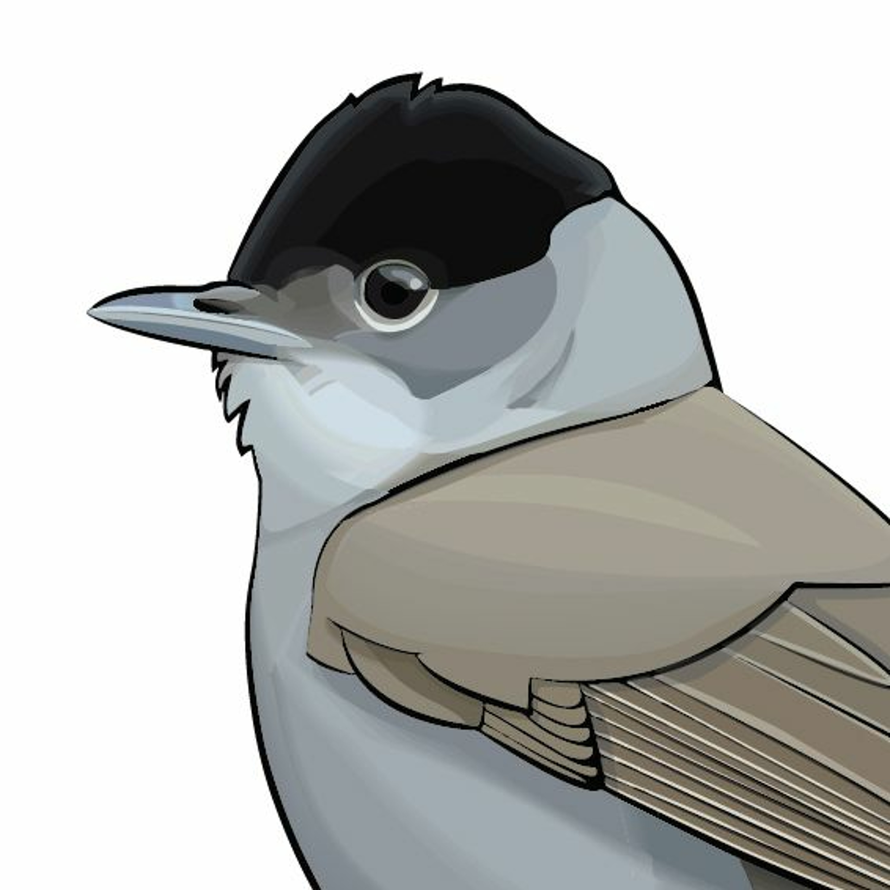 Pippipodden
