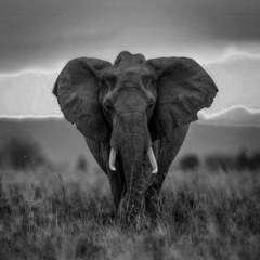 A prayer for Australia By Mister Pi  - 19/01/2020