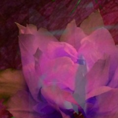 :::: Pathar ::::
