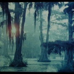 What Lurks in the Bayou