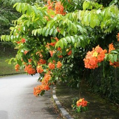 ورد الشجر غنى ومال