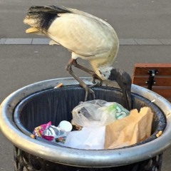 bird in the bin