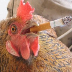 Chicken Thing [DNB MIX]