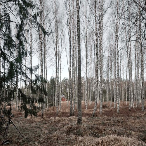 Firs and Birches - 15/1/2020 - Makholma-Majantie, Finland