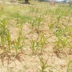 Zimbabwe Drought Threatens Millions with Starvation
