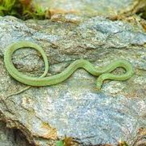 Snakes on a Rock: Reborn to Bask in the Love of God (Proverbs 30:18-19)