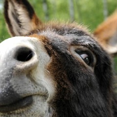 Ein Herz, das für die Heimat schlägt. Motto 2019/20.