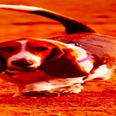 Dog Getting Shot Type Beat