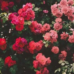 Rondo Veneziano - Flowers For You