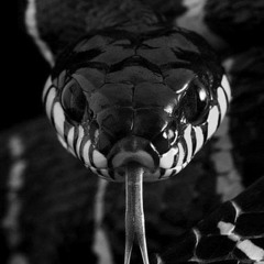 🐍_narks_🐍.mp4
