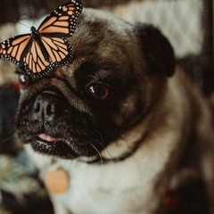 Tender Beneath The Break