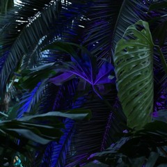 journey into the rainforest