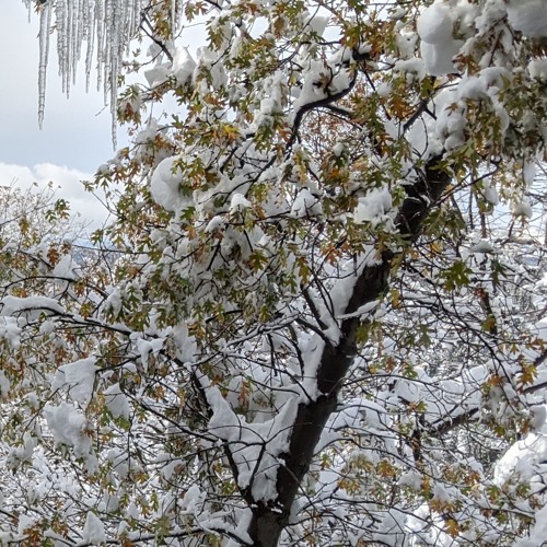 Jamuary 21 2020 Erica Synths Zen Delay Novation Circuit MonoStation Dreadbox Abyss