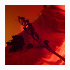LA MUERTE ROJA -  DOMINA IN AGRO SPIRITUS SANCTI AEGRIS MEDICINA EST _ full album