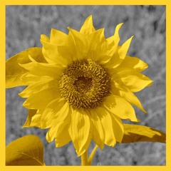 SUNFLOWER (SUMMER MIX)(prod. Flowers In Narnia)