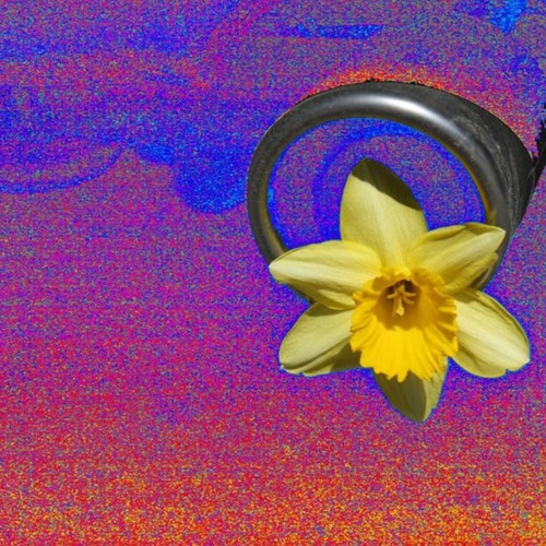 daffodil