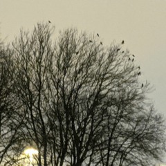 Too Many Birds - Singing together with the harbour birds
