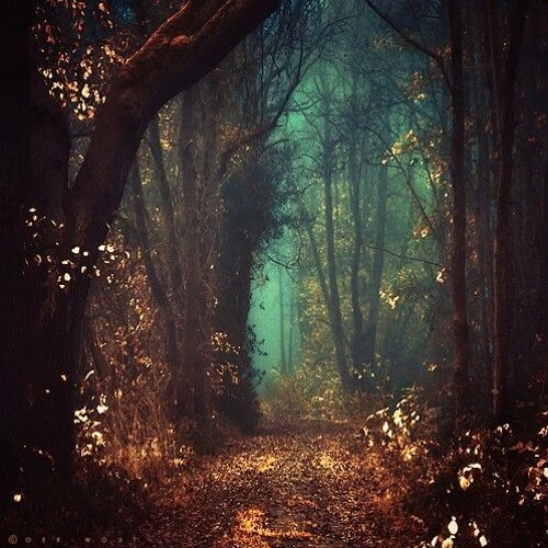 Fairytale Forest