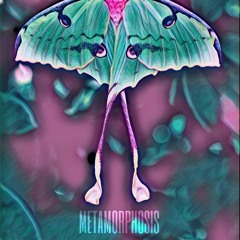 METAMORPHOSIS 2 : Moon Moths
