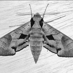 Achemon - Naked Flame (Preview)