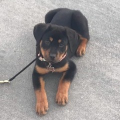 #168: What to Do When a Toddler is Consistenly Too Rough/Aggressive