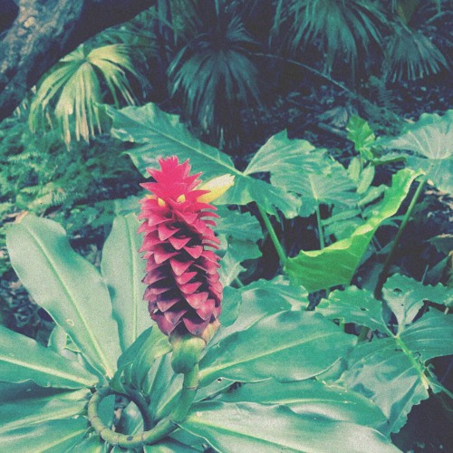 Pal ipa, out of time