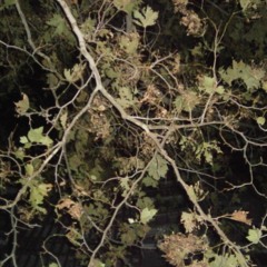 созвездие скейтов - а!(ep 2020)