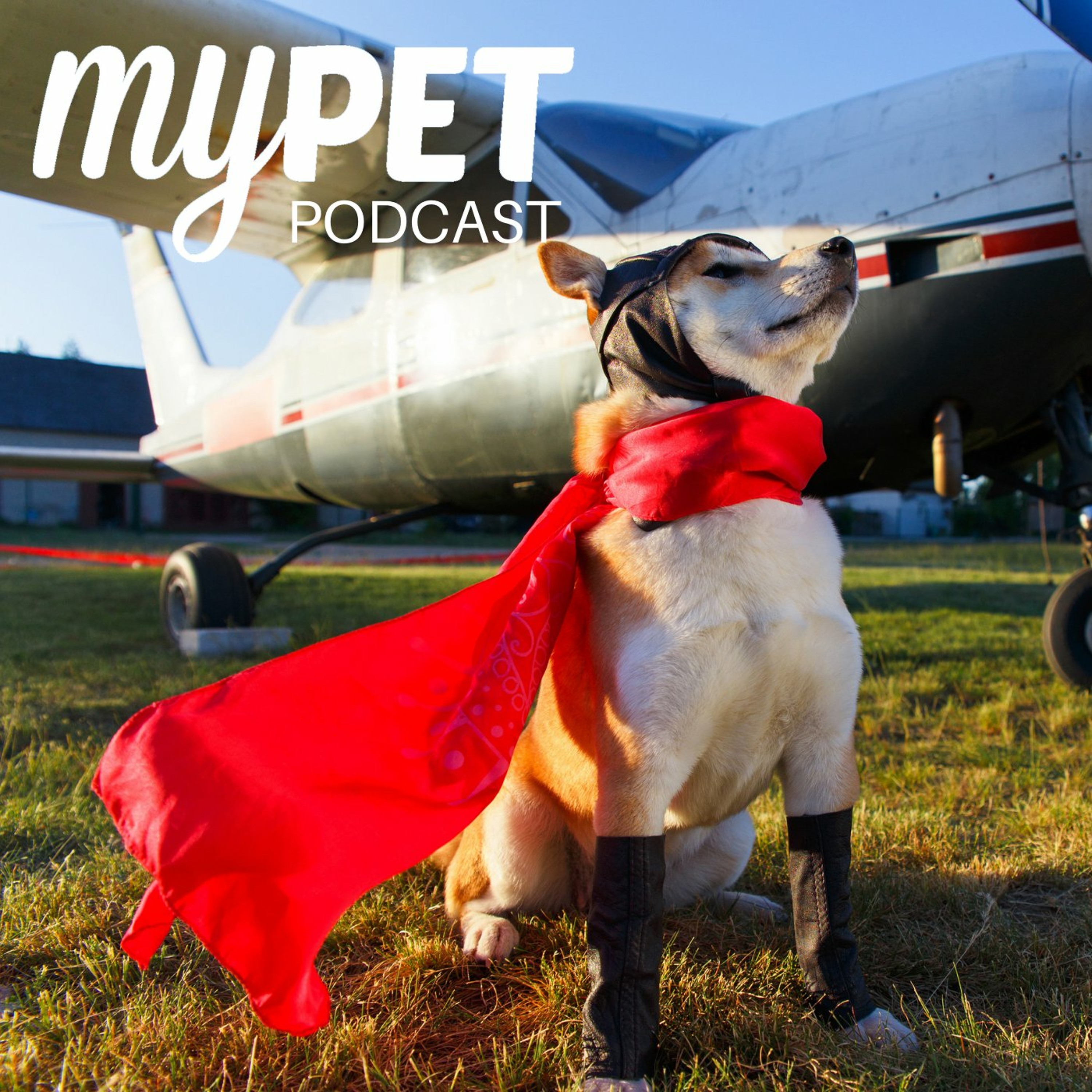 Pet's on a Plane: The risk of plane travel for pets. episode artwork