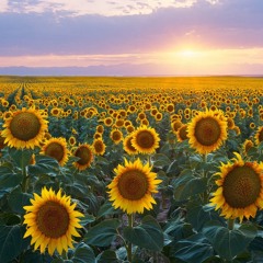 Sun Flower - Thanh Toet Mix