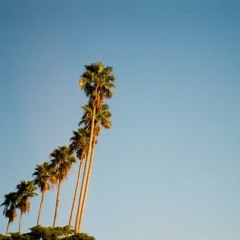 Palm Trees