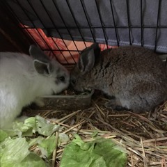 The Naked And The Dead (Grand Magus cover) the sloppy, progress demo