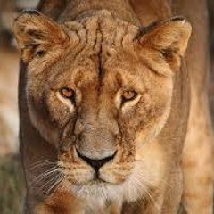 The One You Wont Tame